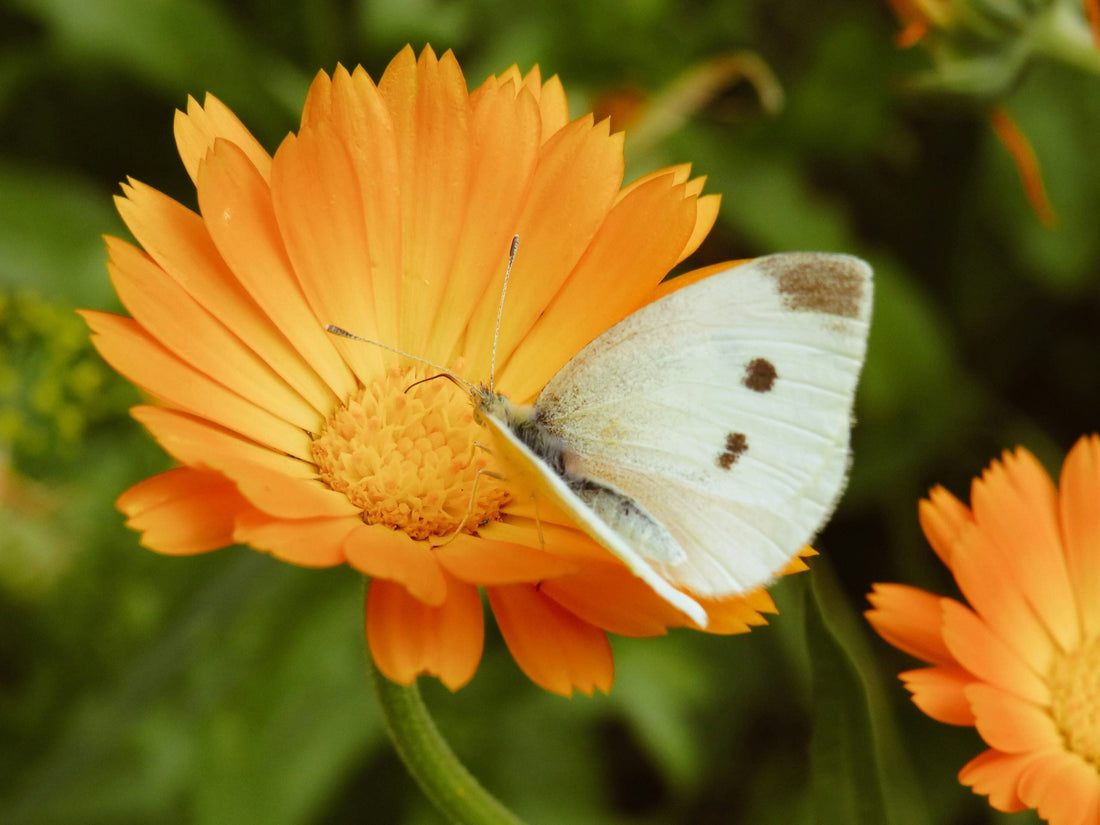 5 Fuss-Free Flowers to Grow in a Scottish Summer Garden