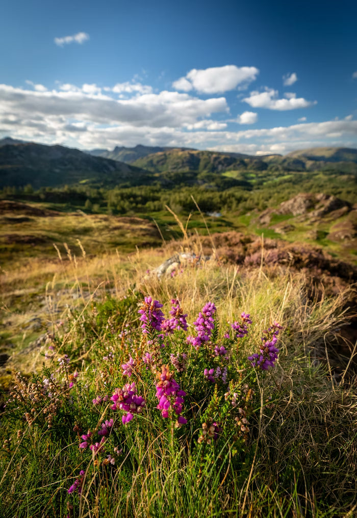 The Secret Language of Flowers – What Your Favourite Blooms Really Mean