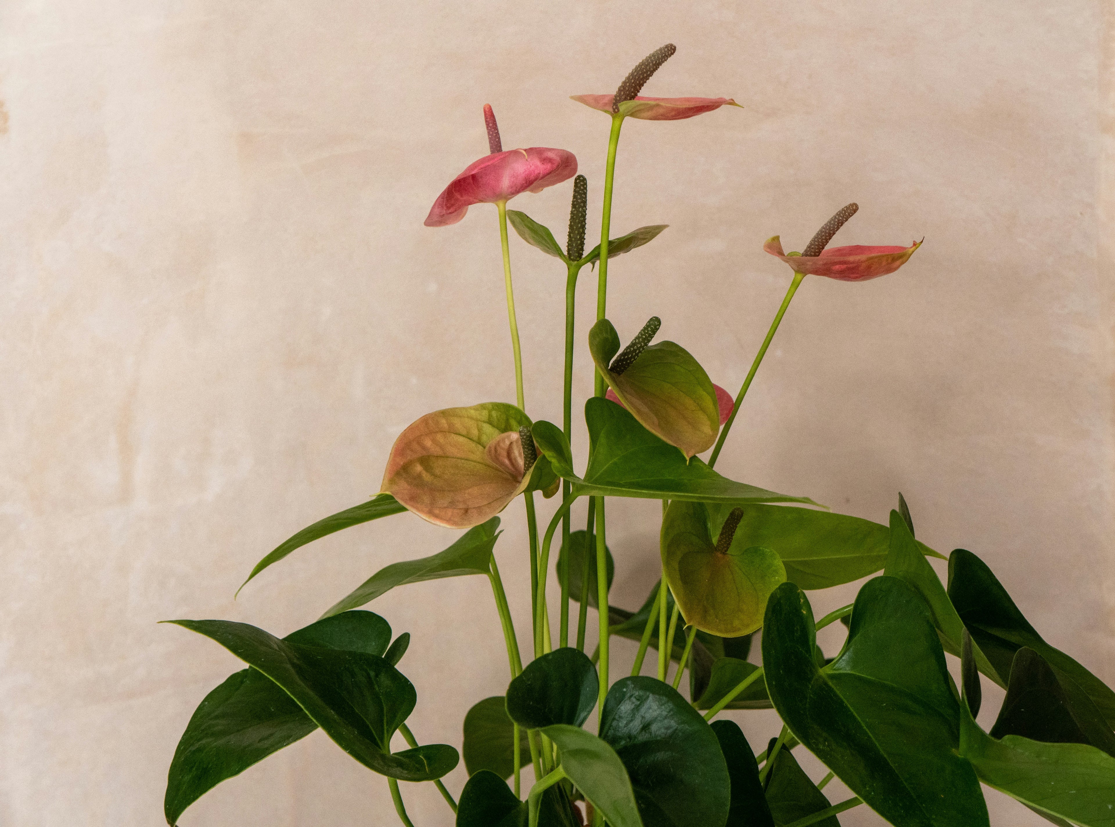 Anthurium - Mother's Day Edition